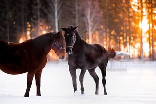 Västerbomakemyday and Chocolatier, 2021-02-05