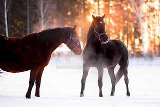Västerbomakemyday and Chocolatier, 2021-02-05