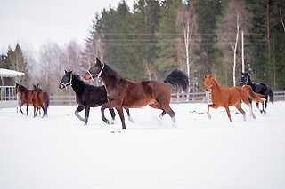 Västerbomakemyday, Aboveboard, Merit Lane, Famous Dream, Twin Peaks & Chocolatier, 2021-02-17