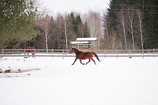 Västerbomakemyday, 2021-02-17